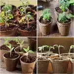 Sacs de culture bionickel ables avec trou, pot en papier pour plantes, tasse de pépinière pour semis de fleurs, outils de jardinage à domicile, démarreurs, 10 pièces, 30 pièces, 50 pièces 5